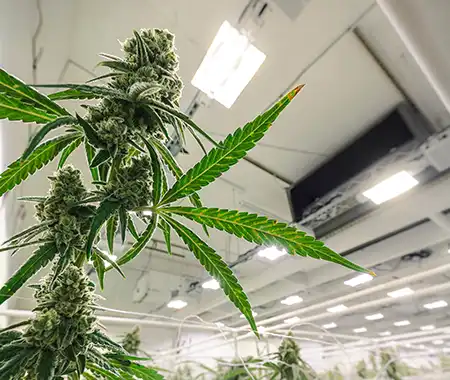 purple-punch-seeds:-flavor,-potency,-and-growing-tips